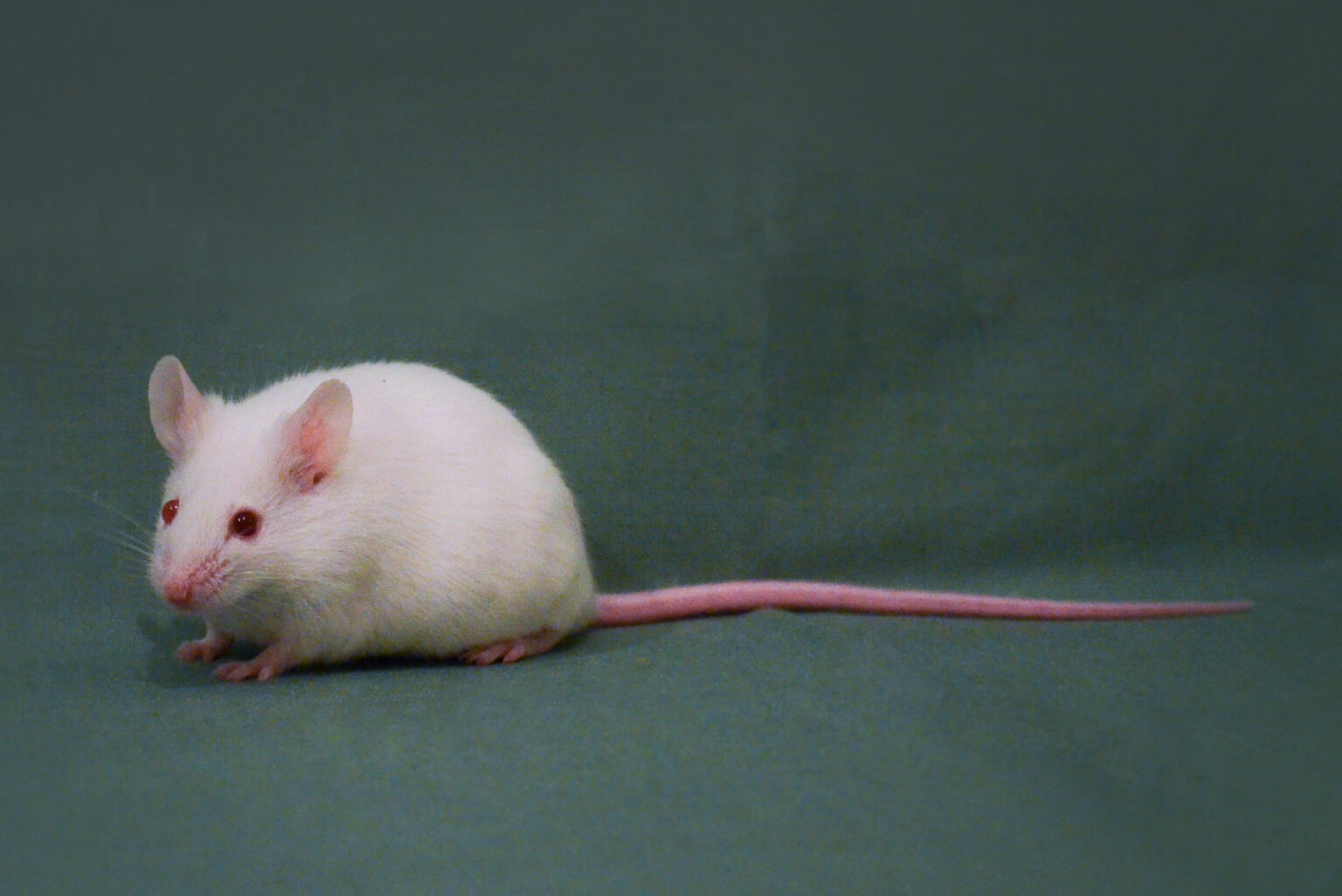 Animal Breeding – Centre of Experimental Medicine of the SAS